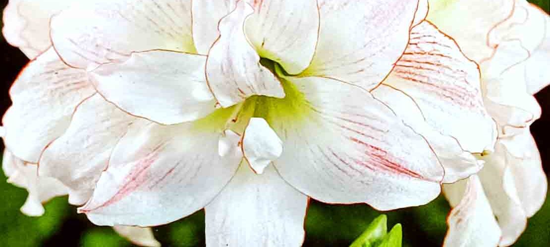 Βολβός Αμαρυλλίδα διπλή Aphrodite 26/28