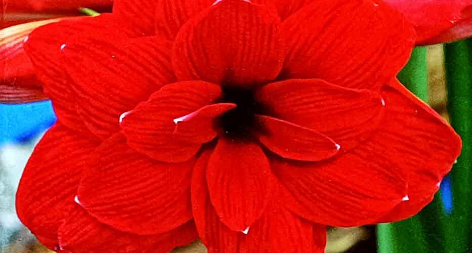 Βολβός Αμαρυλλίδα διπλή Double Dragon 26/28