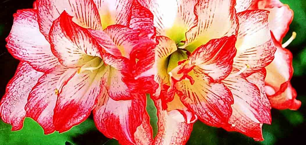 Βολβός Αμαρυλλίδα διπλή Double record 26/28