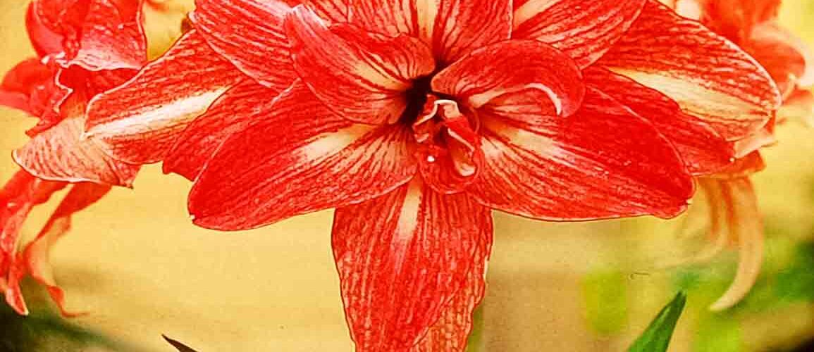 Βολβός Αμαρυλλίδα διπλή Lady Jane 26/28