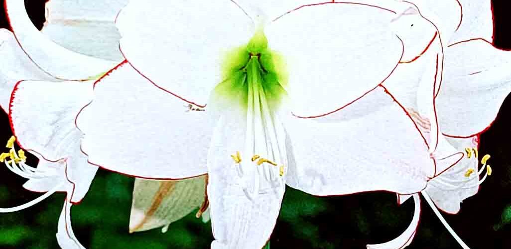 Βολβός Αμαρυλλίδα διπλή Picotee 26/28