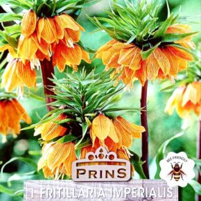 Βολβός Φριτιλάρια Imperialis Orange (φάκελος 1 τμχ)