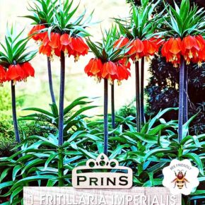 Βολβός Φριτιλάρια Imperialis Red