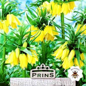 Βολβός Φριτιλάρια Imperialis Yellow (φάκελος 1 τμχ)