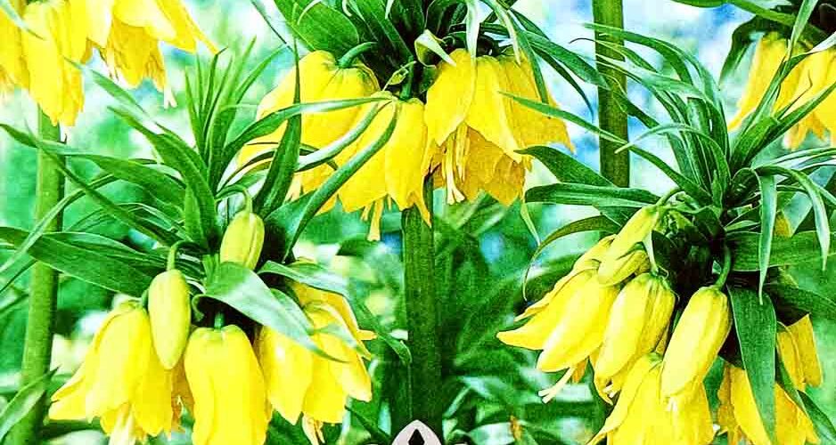 Βολβός Φριτιλάρια Imperialis Yellow (φάκελος 1 τμχ)