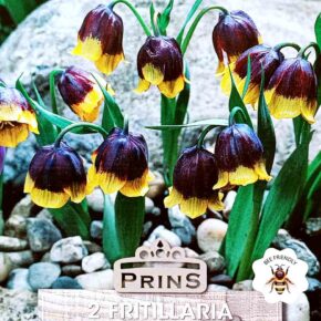 Βολβός Φριτιλάρια Michailowski (φάκελος 2 τμχ)