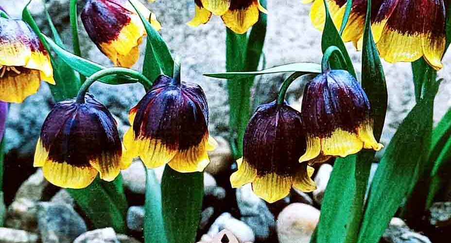 Βολβός Φριτιλάρια Michailowski (φάκελος 2 τμχ)