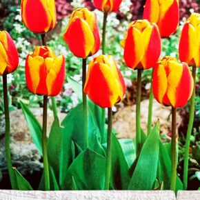 Βολβός τουλίπα Apeldoorn's elite Darwin 11/12