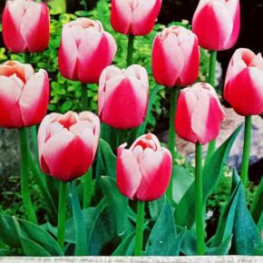 Βολβός τουλίπα Ollioules Darwin 11/12