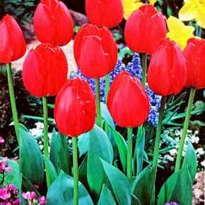 Βολβός τουλίπα Parade Darwin 11/12