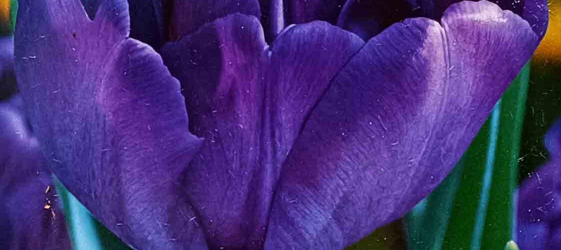 Βολβός τουλίπα διπλή Blue Diamond 11/12 paeony