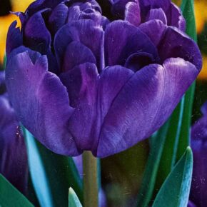 Βολβός τουλίπα διπλή Blue Diamond 11/12 paeony