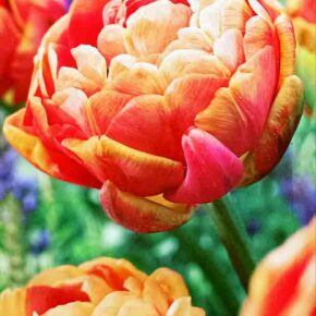 Βολβός τουλίπα διπλή Copper Image 11/12 paeony