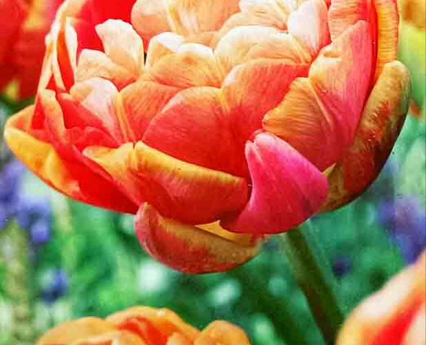 Βολβός τουλίπα διπλή Copper Image 11/12 paeony