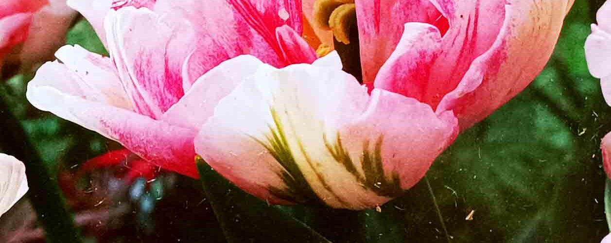 Βολβός τουλίπα διπλή Finola 11/12 paeony