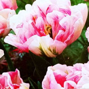 Βολβός τουλίπα διπλή Finola 11/12 paeony