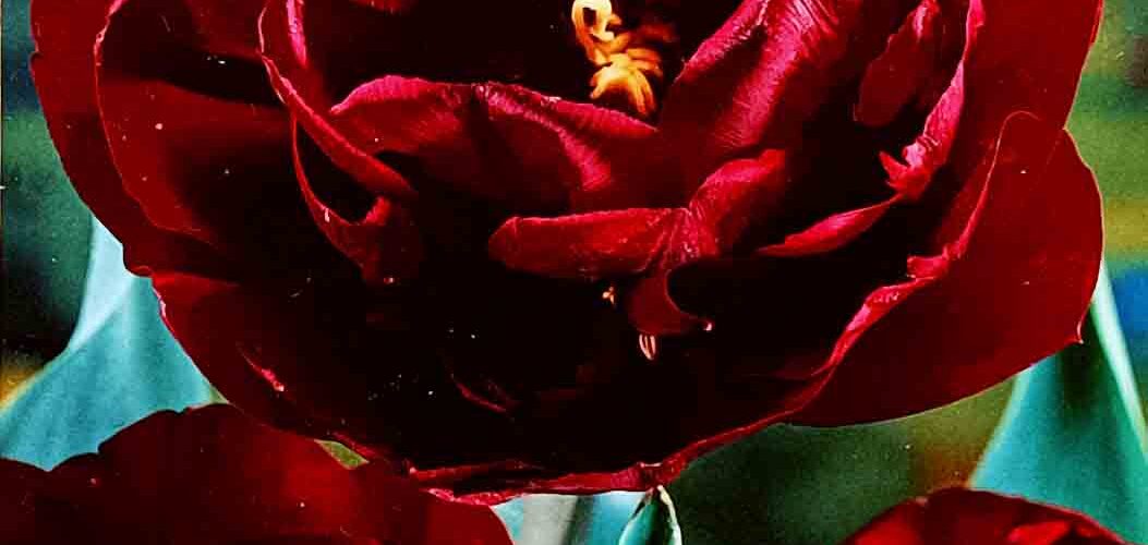 Βολβός τουλίπα διπλή Uncle Tom 11/12 paeony