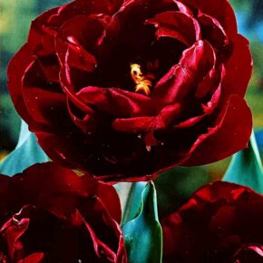 Βολβός τουλίπα διπλή Uncle Tom 11/12 paeony