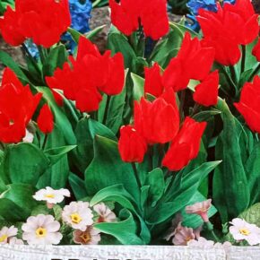 Βολβός τουλίπα μπουκέτο Praestans Fusilier multiheaded 11/12