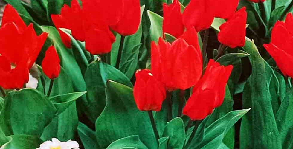 Βολβός τουλίπα μπουκέτο Praestans Fusilier multiheaded 11/12