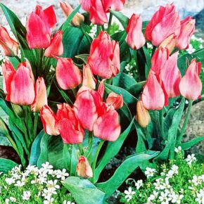 Βολβός τουλίπα μπουκέτο Torondo 11/12 multiheaded