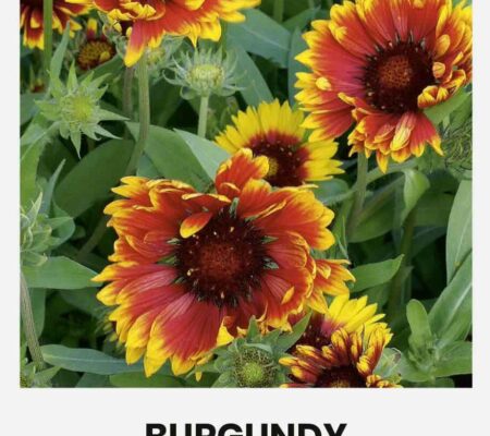 Γκαϊλάρδια Burgundy (hobby bag 0,5 γρ) Γκαϊλάρδια Burgundy (hobby bag 0,5 γρ)