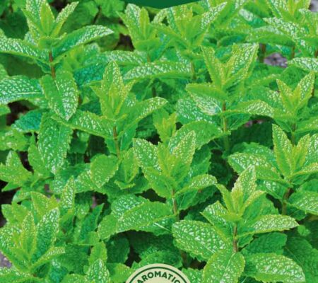 Δυόσμος αρωματικός παραδοσιακός (hobby bag 0,1 γρ) Δυόσμος αρωματικός παραδοσιακός (hobby bag 0,1 γρ)