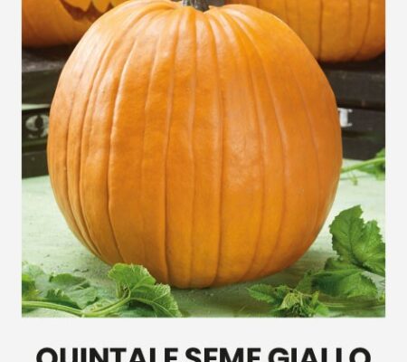 Κολοκύθα αναρριχώμενη Quintale seme giallo παραδοσιακή (hobby bag 2 γρ) Κολοκύθα αναρριχώμενη Quintale seme giallo παραδοσιακή (hobby bag 2 γρ)