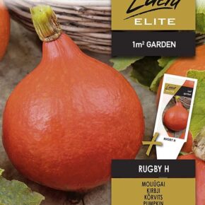 Κολοκύθα αναρριχώμενη Rugby υβρίδιο (hobby bag 3 γρ)