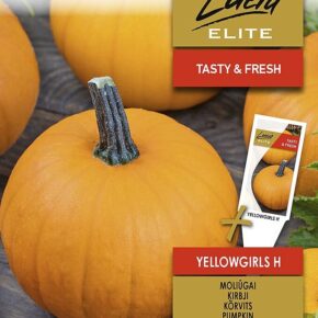 Κολοκύθα αναρριχώμενη Yellowgirls υβρίδιο (hobby bag 3 γρ)