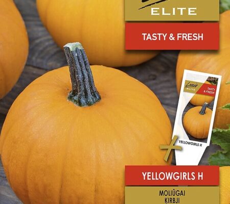 Κολοκύθα αναρριχώμενη Yellowgirls υβρίδιο (hobby bag 3 γρ) Κολοκύθα αναρριχώμενη Yellowgirls υβρίδιο (hobby bag 3 γρ)