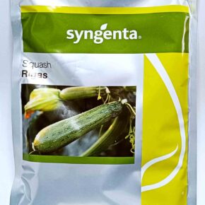 Κολοκύθι υβρίδιο πράσινο Rigas F1 (φάκελος 1000 σπόρων)