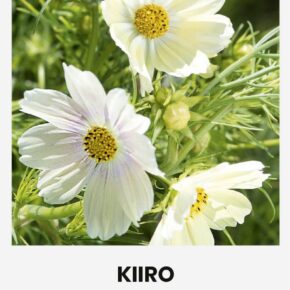 Κόσμος λευκός Kiiro (hobby bag 1 γρ)
