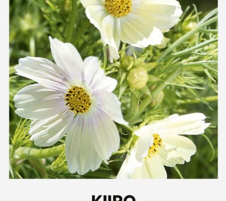 Κόσμος λευκός Kiiro (hobby bag 1 γρ) Κόσμος λευκός Kiiro (hobby bag 1 γρ)