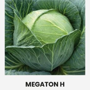 Λάχανο άσπρο γίγας Megaton υβρίδιο (hobby bag 20 σπόρων)
