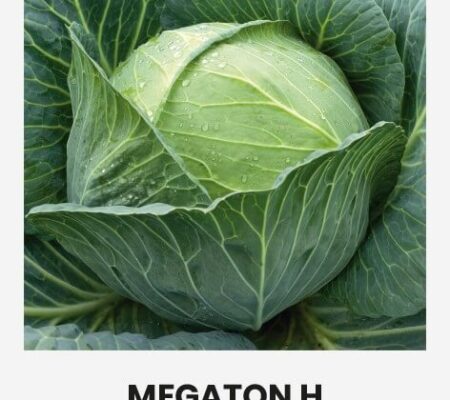 Λάχανο άσπρο γίγας Megaton υβρίδιο (hobby bag 20 σπόρων) Λάχανο άσπρο γίγας Megaton υβρίδιο (hobby bag 20 σπόρων)