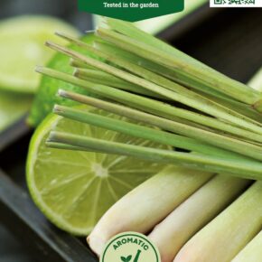 Λέμονγκρας λεμονόχορτο Lemon grass παραδοσιακό (hobby bag 0,2 γρ)