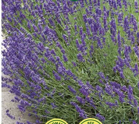 Λεβάντα Spike lavender παραδοσιακή (hobby bag 0,2 γρ) Λεβάντα Spike lavender παραδοσιακή (hobby bag 0,2 γρ)