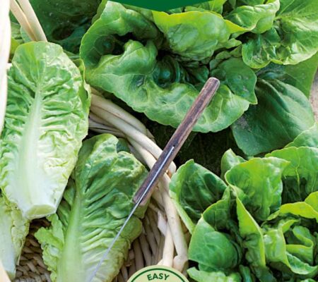 Μαρούλι Little gem παραδοσιακό (hobby bag 1 γρ) Μαρούλι Little gem παραδοσιακό (hobby bag 1 γρ)