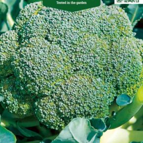 Μπρόκολο Ramoso Calabrese παραδοσιακό (hobby bag 0,5 γρ)