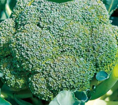 Μπρόκολο Ramoso Calabrese παραδοσιακό (hobby bag 0,5 γρ) Μπρόκολο Ramoso Calabrese παραδοσιακό (hobby bag 0,5 γρ)