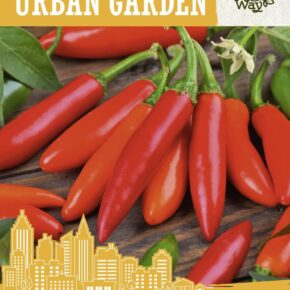 Πιπεριά καυτερή Bird's eye παραδοσιακή (hobby bag 0,1 γρ)