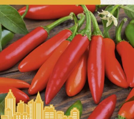 Πιπεριά καυτερή Hot birds eye παραδοσιακή (hobby bag 0,1 γρ) Πιπεριά καυτερή Bird's eye παραδοσιακή (hobby bag 0,1 γρ)