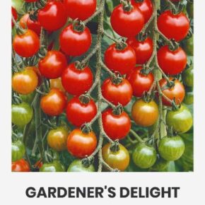Τομάτα cherry αναρριχώμενη Gardener's delight παραδοσιακή (hobby bag 0,1 γρ)