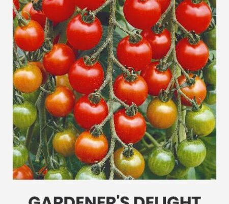 Τομάτα cherry αναρριχώμενη Gardener's delight παραδοσιακή (hobby bag 0,1 γρ) Τομάτα cherry αναρριχώμενη Gardener's delight παραδοσιακή (hobby bag 0,1 γρ)