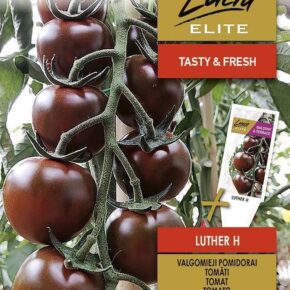 Τομάτα cherry αναρριχώμενη μαύρη Luther υβρίδιο (hobby bag 10 σπόρων)