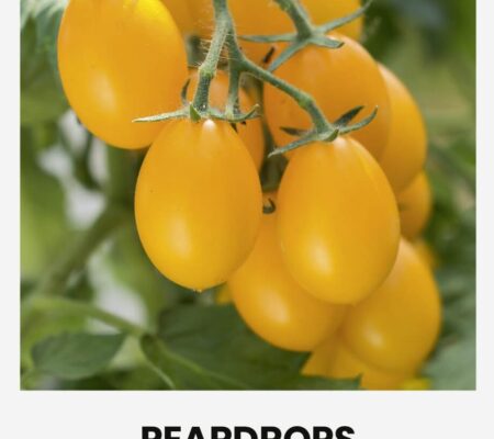 Τομάτα cherry νανάκι Peardrops παραδοσιακή (hobby bag 0,1 γρ) Τομάτα cherry νανάκι Peardrops παραδοσιακή (hobby bag 0,1 γρ)