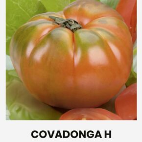 Τομάτα αναρριχώμενη Covadonga υβρίδιο (hobby bag 10 σπόρων)