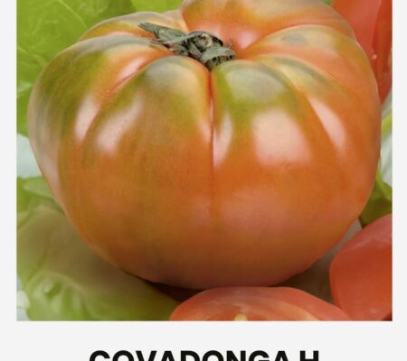 Τομάτα αναρριχώμενη Covadonga υβρίδιο (hobby bag 10 σπόρων) Τομάτα αναρριχώμενη Covadonga υβρίδιο (hobby bag 10 σπόρων)