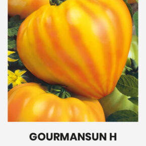 Τομάτα αναρριχώμενη Gourmansun υβρίδιο (hobby 5 σπόρων)